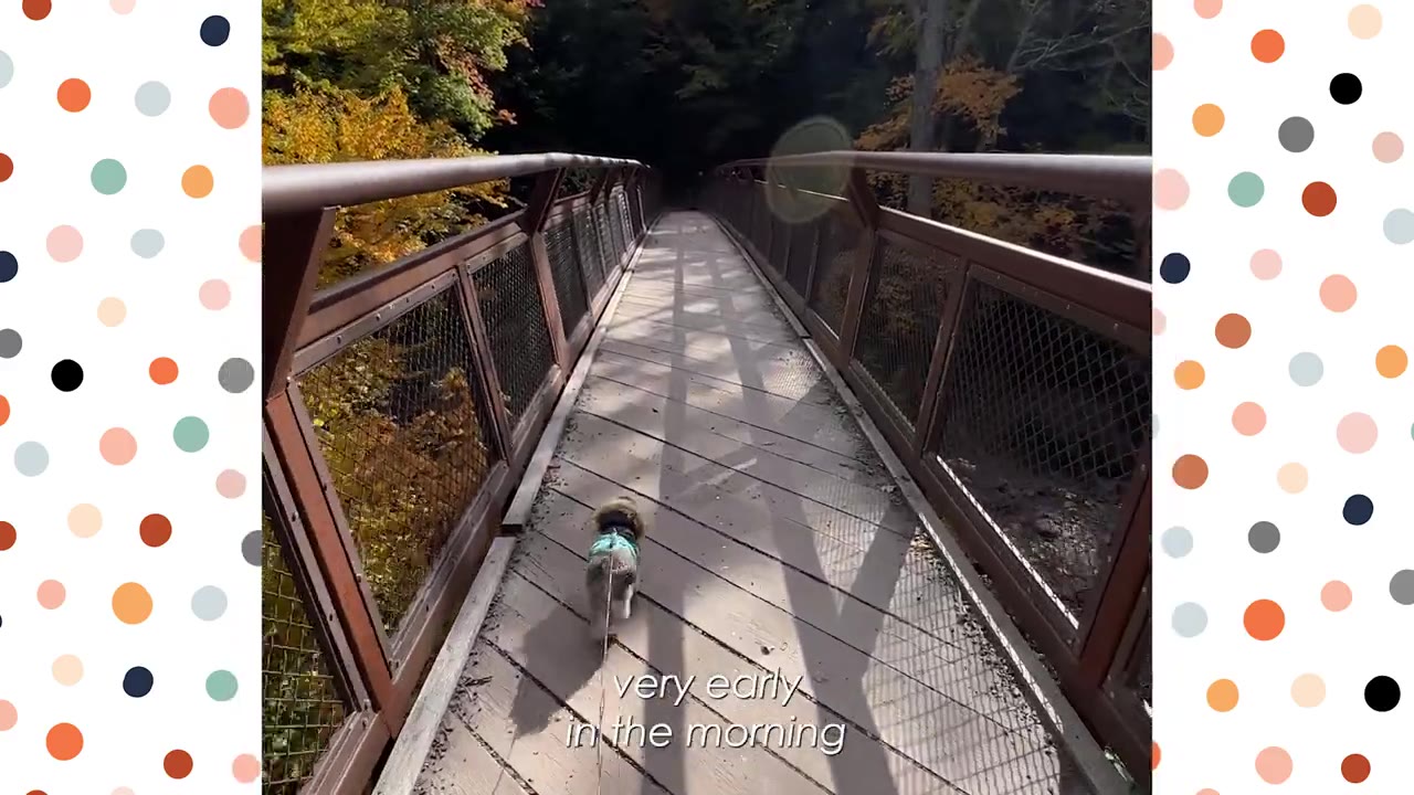 A small grey dog wearing a harness walks on a leash across a wooden bridge surrounded by autumn trees early in the morning.