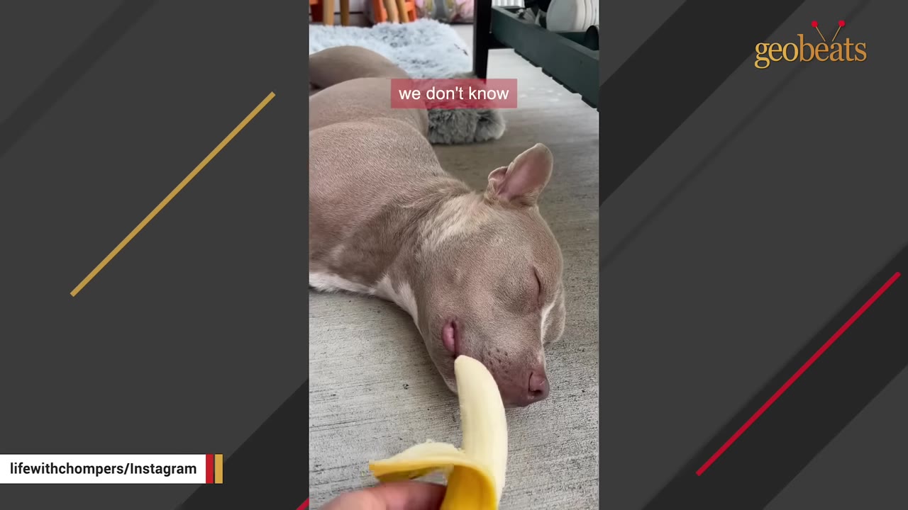 A close-up shot of a light brown dog sleeping peacefully on a concrete floor while a hand holds a peeled banana near its nose.