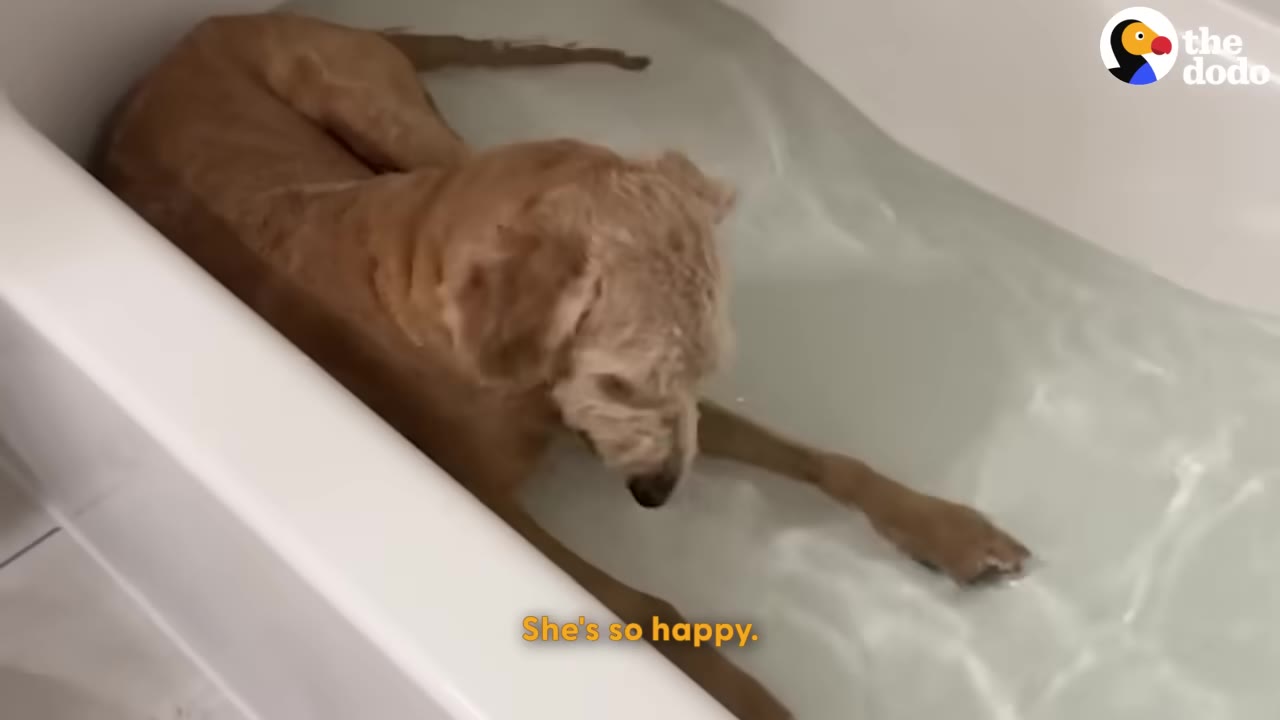 A golden-colored dog lies down comfortably in a bathtub filled with water.