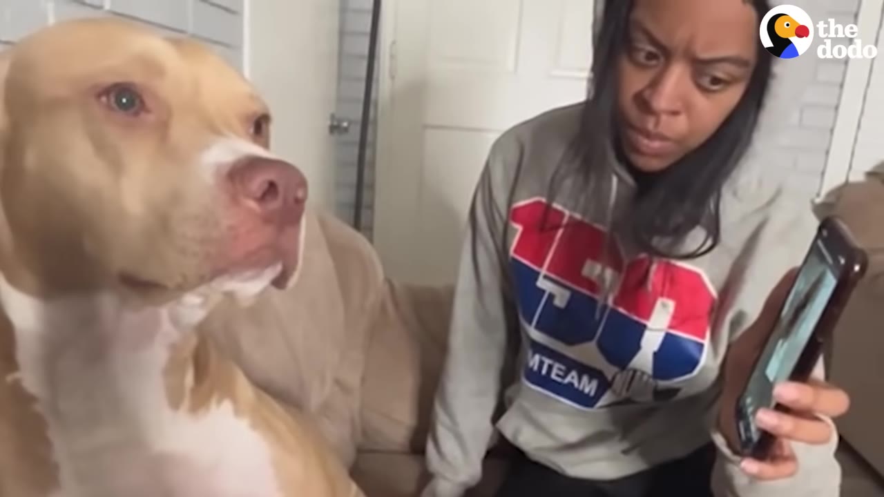 A tan and white dog sits on a couch next to a woman who is holding up a smartphone and looking at the dog with a stern expression.