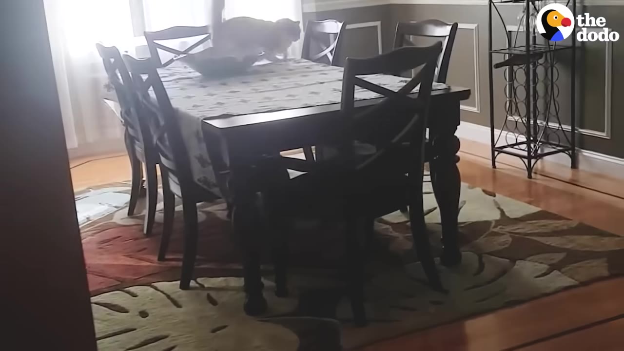 A fluffy light-colored cat walks across a dining room table set with a patterned tablecloth.