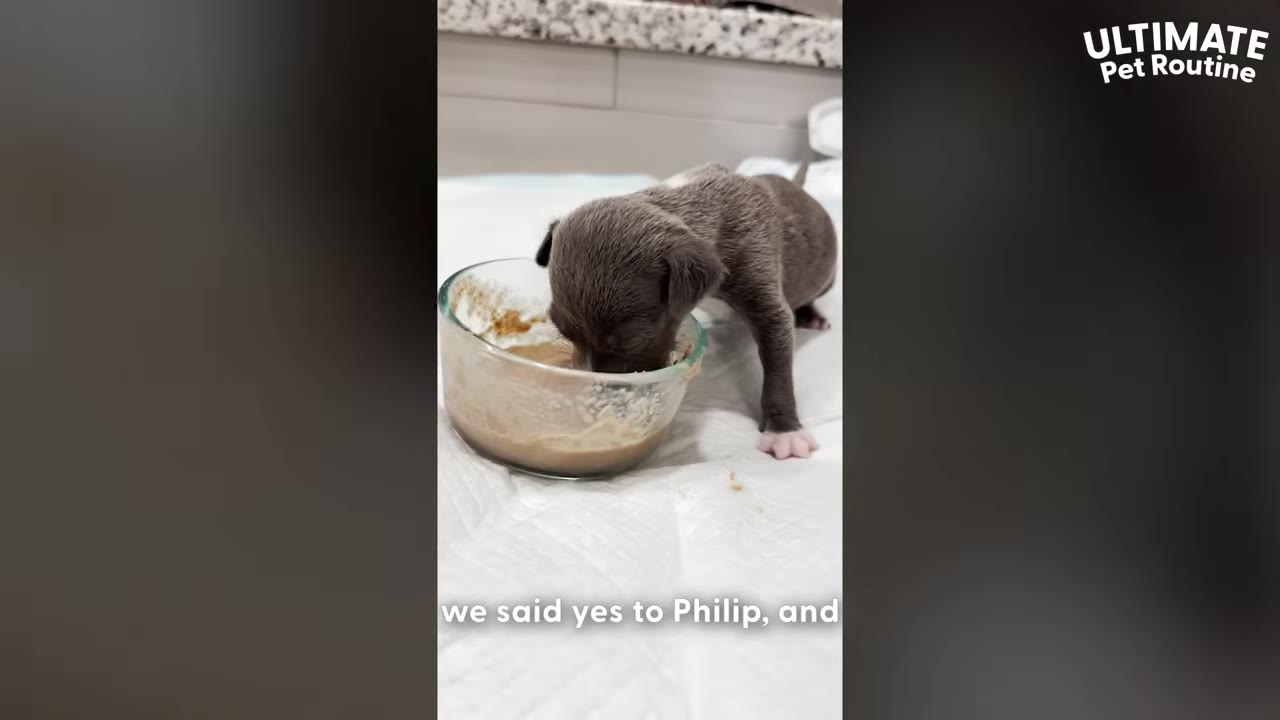 A small grey puppy eating food from a clear glass bowl on a white surface.