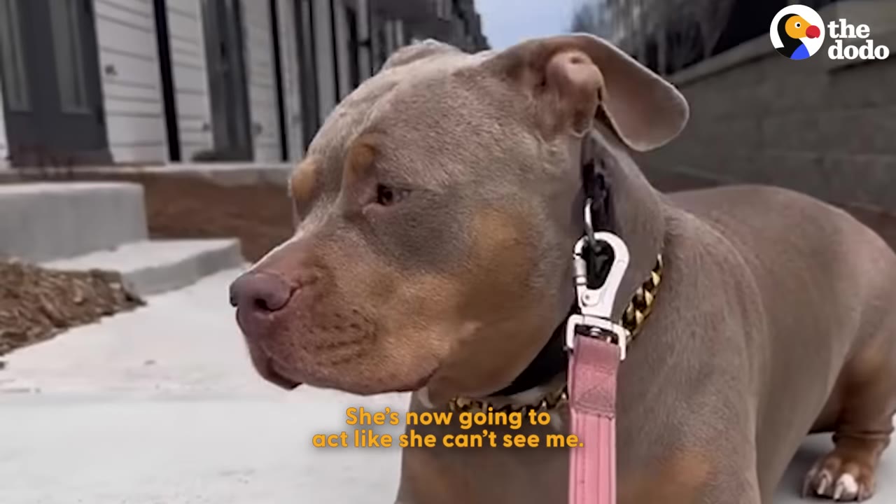 A close-up profile of a light brown pit bull-type dog wearing a pink leash, looking away with a blank expression.
