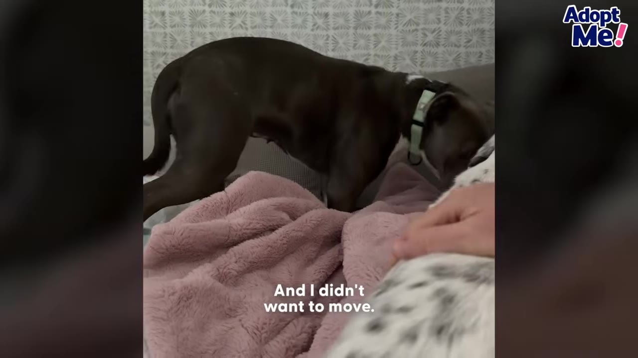 A dark-colored dog with a light green collar carefully steps onto a couch covered with a pink fuzzy blanket.