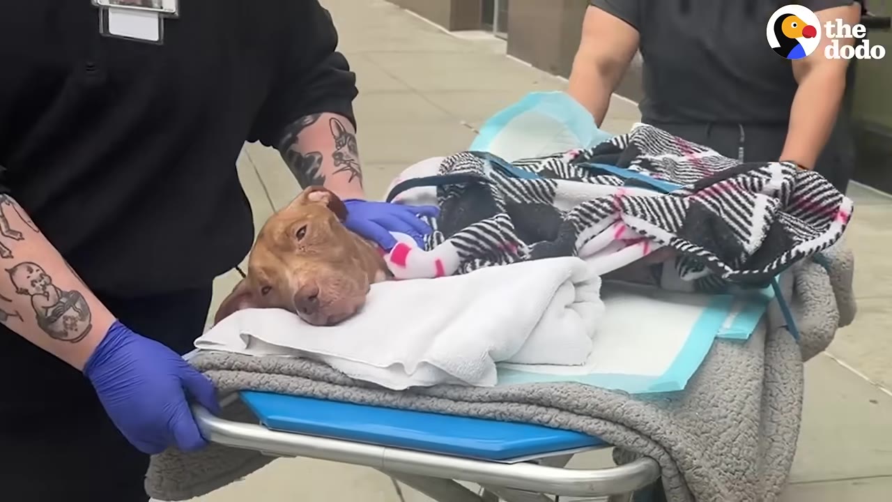 A brown dog named Daisy lies wrapped in blankets on a blue gurney, being cared for by veterinary staff wearing blue gloves.