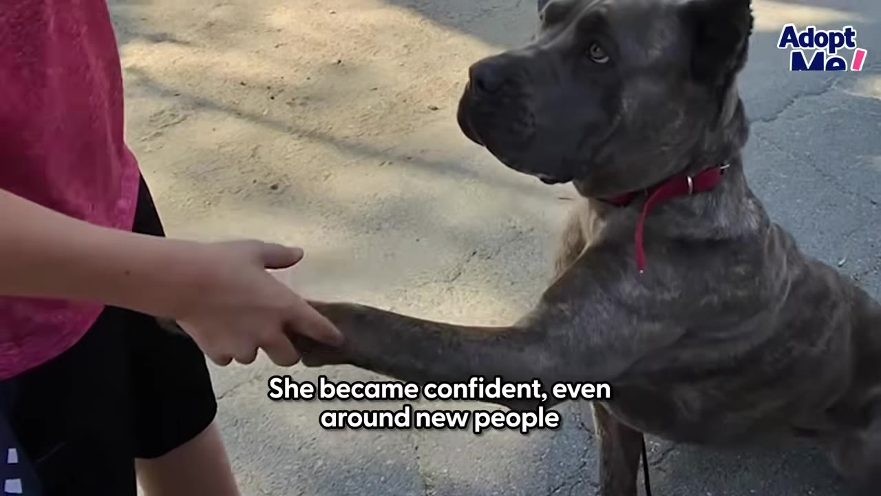 A brindle dog with a red collar sits and shakes hands with a person wearing a pink shirt.