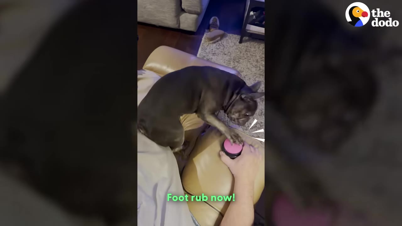 A French bulldog presses a pink button with its paw while sitting on a leather sofa.