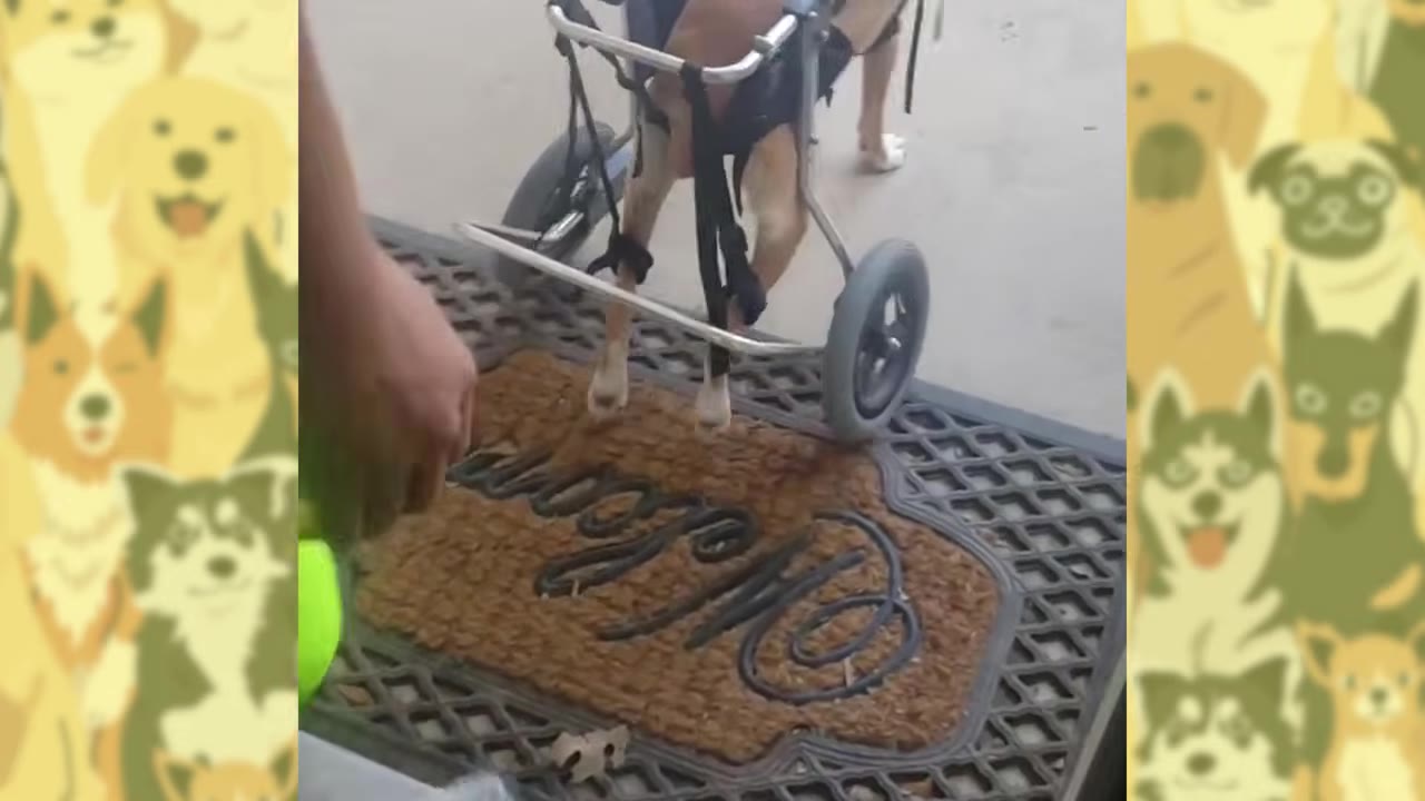 A dog's hind legs are supported by a metal-framed mobility cart with wheels as it stands on a welcome mat.