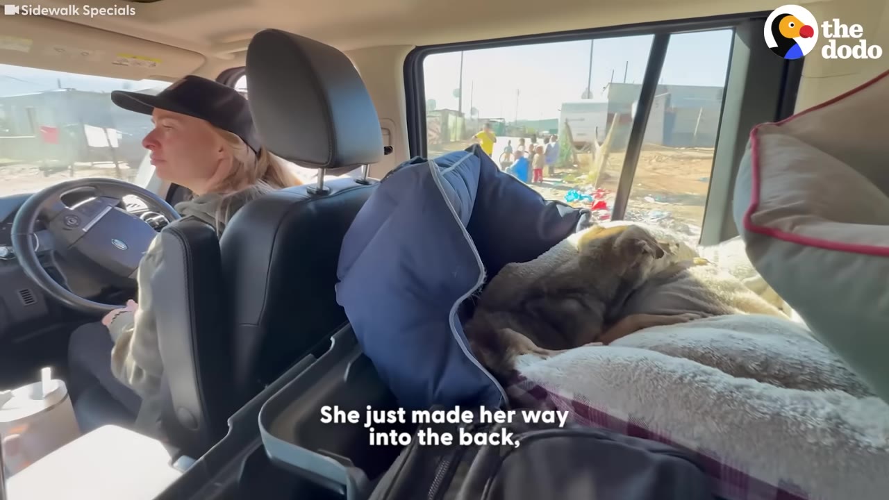 A small brown dog curls up on a soft dog bed in the back seat of a car while a woman in a black cap drives.
