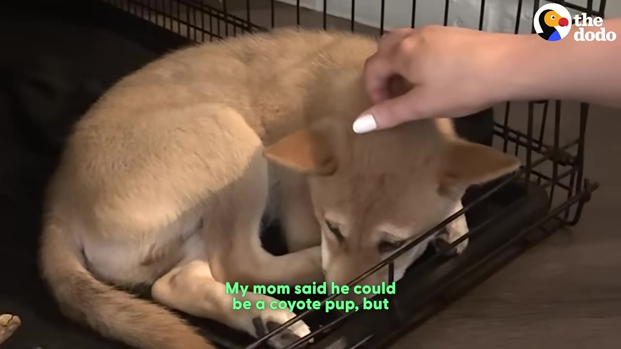 A small, light brown puppy curls up tightly in the corner of a wire crate, looking down with a worried expression as a hand gently pets its head.