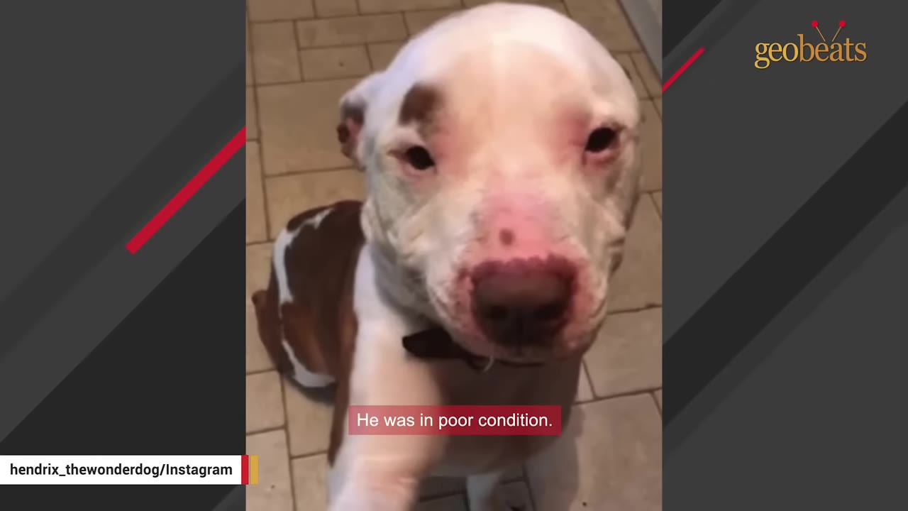 A white and brown dog with a pink nose looks up at the camera, with a caption reading 'He was in poor condition.'