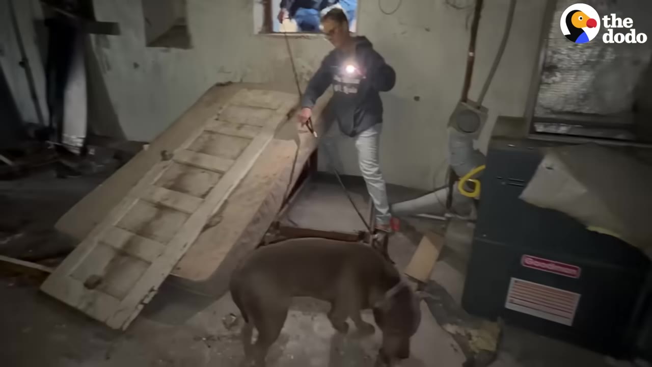 A person shines a flashlight in a cluttered basement while a dog stands nearby amidst debris, including a propped-up wooden door and mattress.