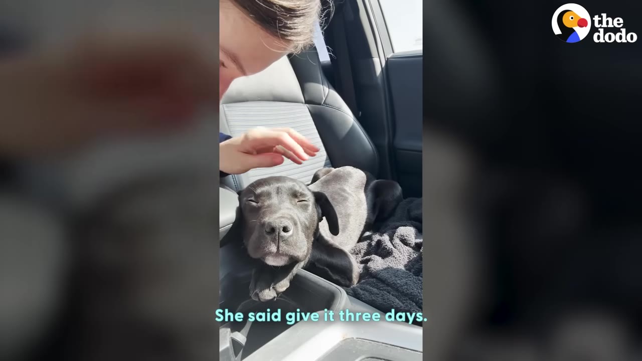 A woman gently pets a sleeping black puppy resting on the center console of a car.