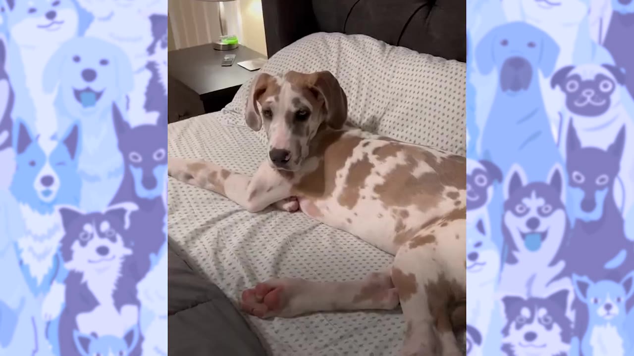 A brown and white spotted Great Dane puppy lying on a bed with a patterned sheet.