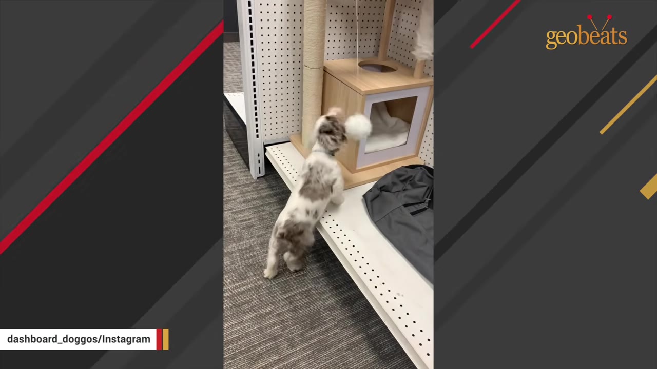 A small white and brown dog stands on its hind legs to sniff and explore a wooden cat tree on a store shelf.
