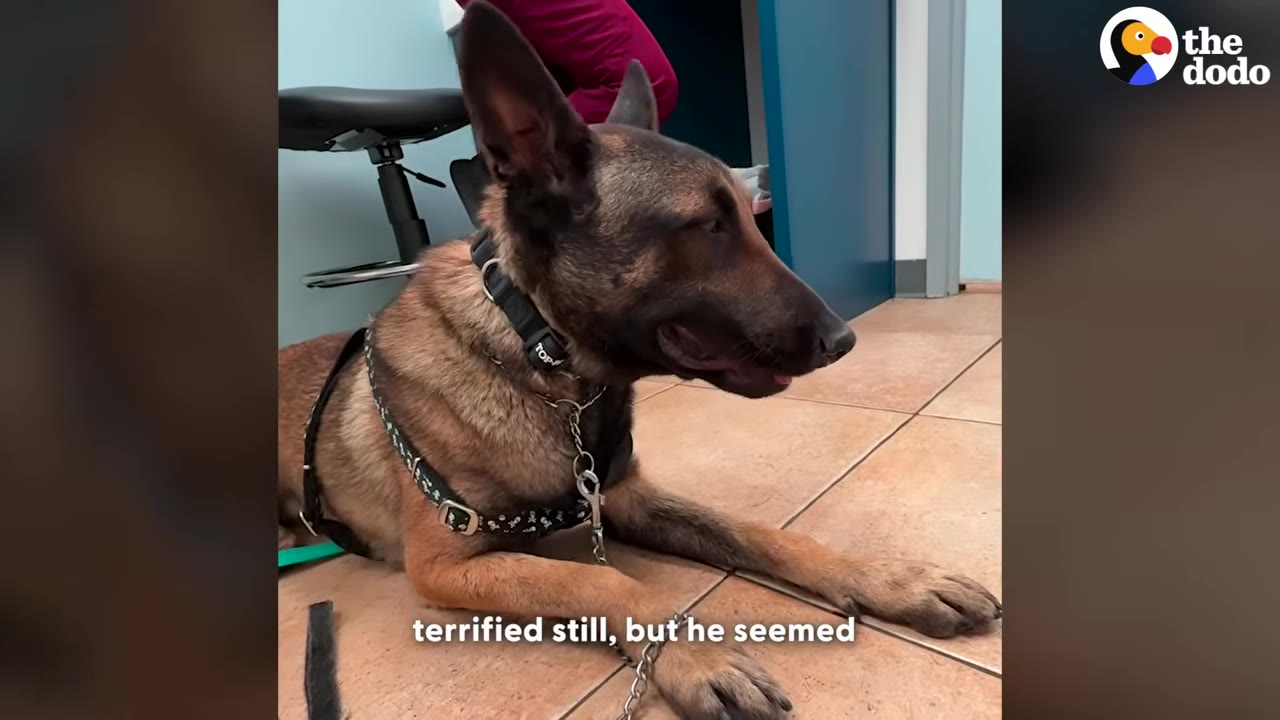A brown and black Belgian Malinois dog wearing a harness lies on a tiled floor inside a veterinary clinic room.