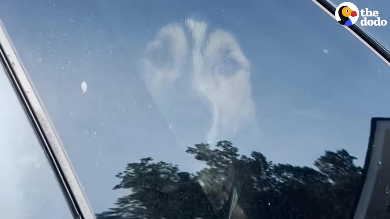 A dog with black and white markings looks out of a car window, with trees reflected on the glass.