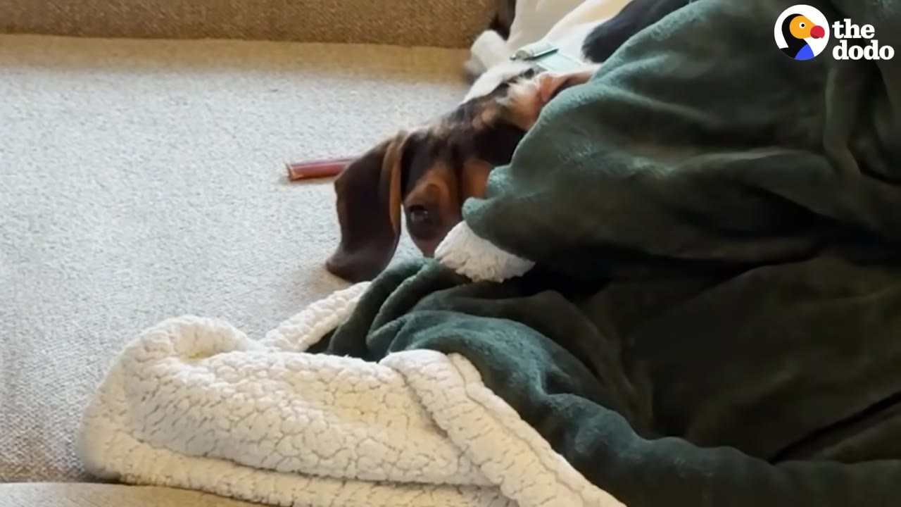 A brown and black dog peeks out cautiously from underneath a pile of green and white blankets on a carpeted floor.
