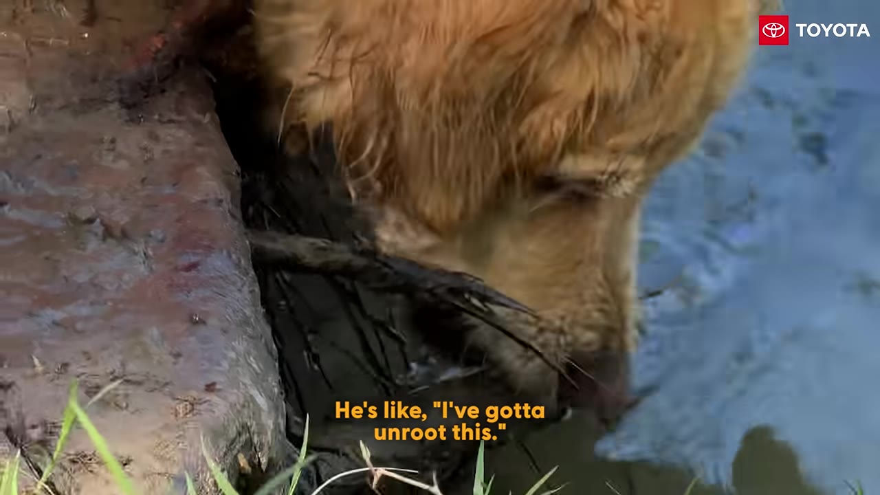 A close-up of a golden retriever dog biting a thick wooden root or stick near the water's edge.