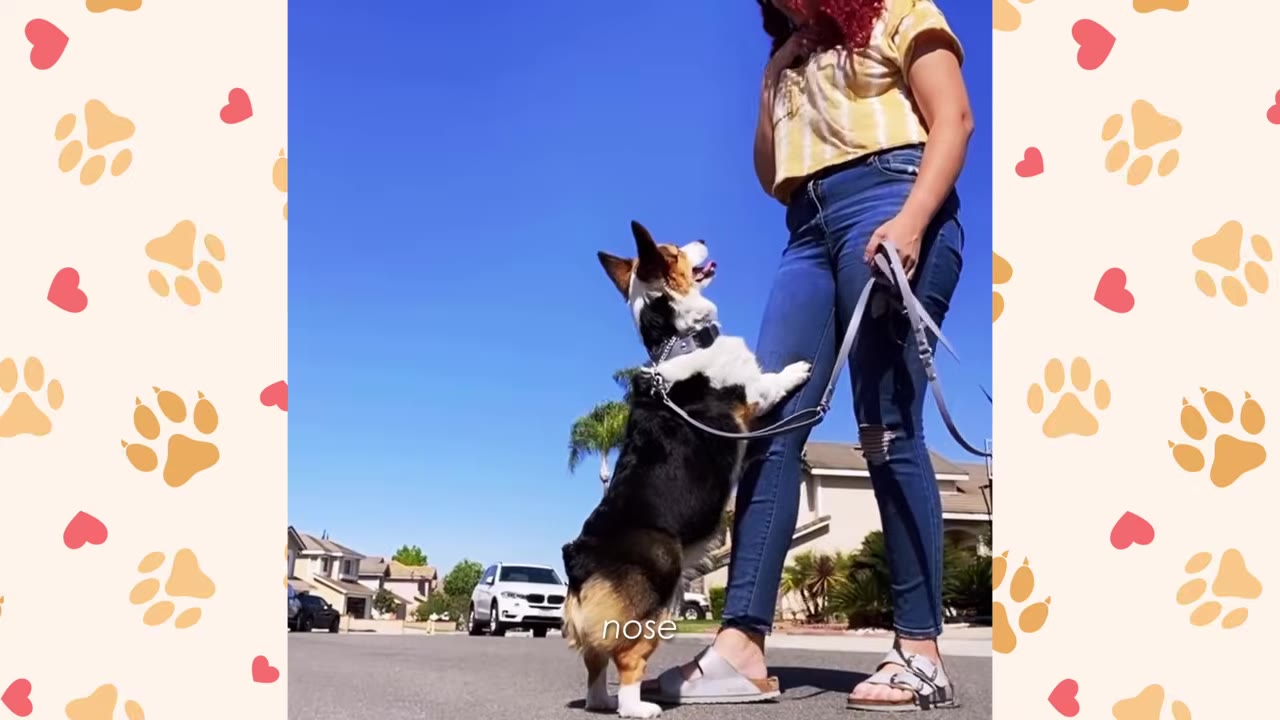 A tricolor Corgi stands on its hind legs, leaning against a person's leg on an outdoor street under a blue sky.
