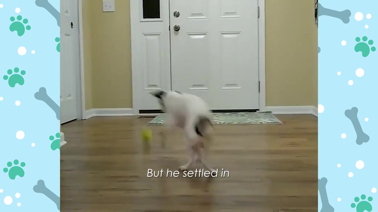 A small white dog with black markings plays with a green ball on a wooden floor inside a house near a white front door.