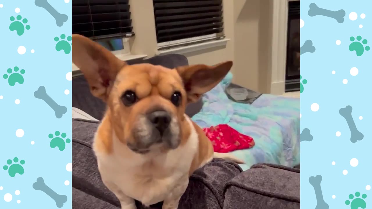 A small brown and white dog with large, expressive ears stands on a grey couch inside a home, looking directly at the camera.