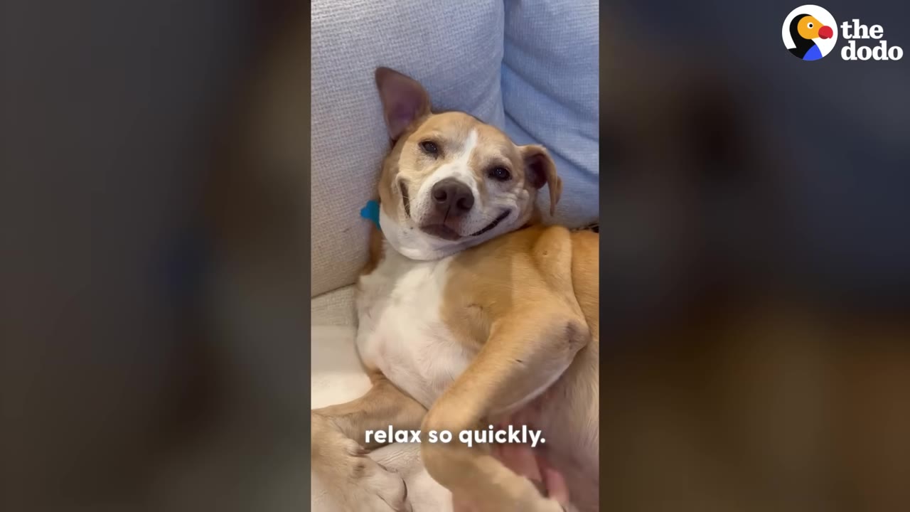 A tan and white dog lies on his back on a light-colored couch, looking relaxed and smiling at the camera.