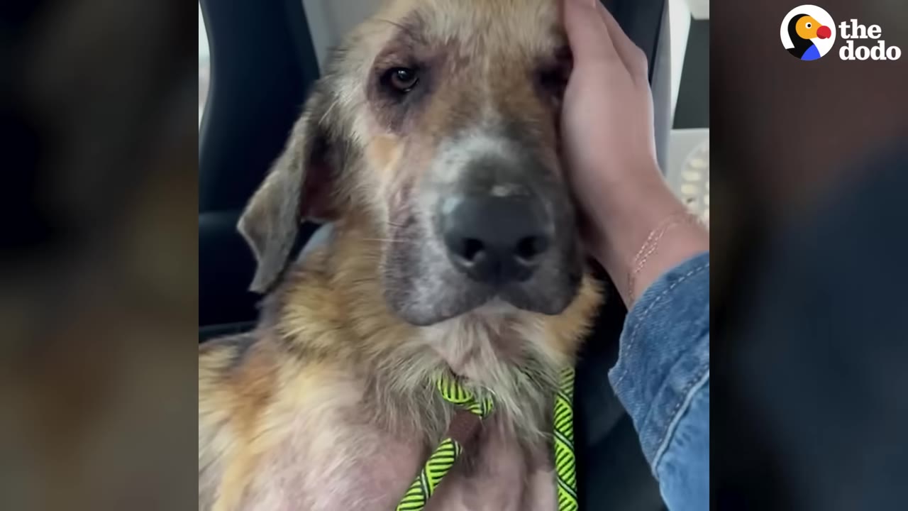 A close-up of a rescue dog with sad eyes and patchy fur around its face, being gently comforted by a person's hand resting on its cheek inside a car.