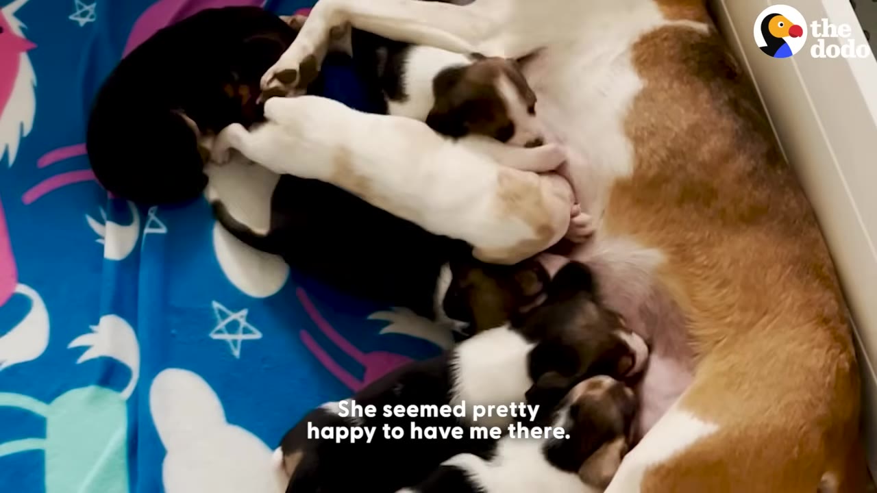 A mother dog lies on her side on a blue blanket with white stars and clouds, nursing her litter of newborn puppies.