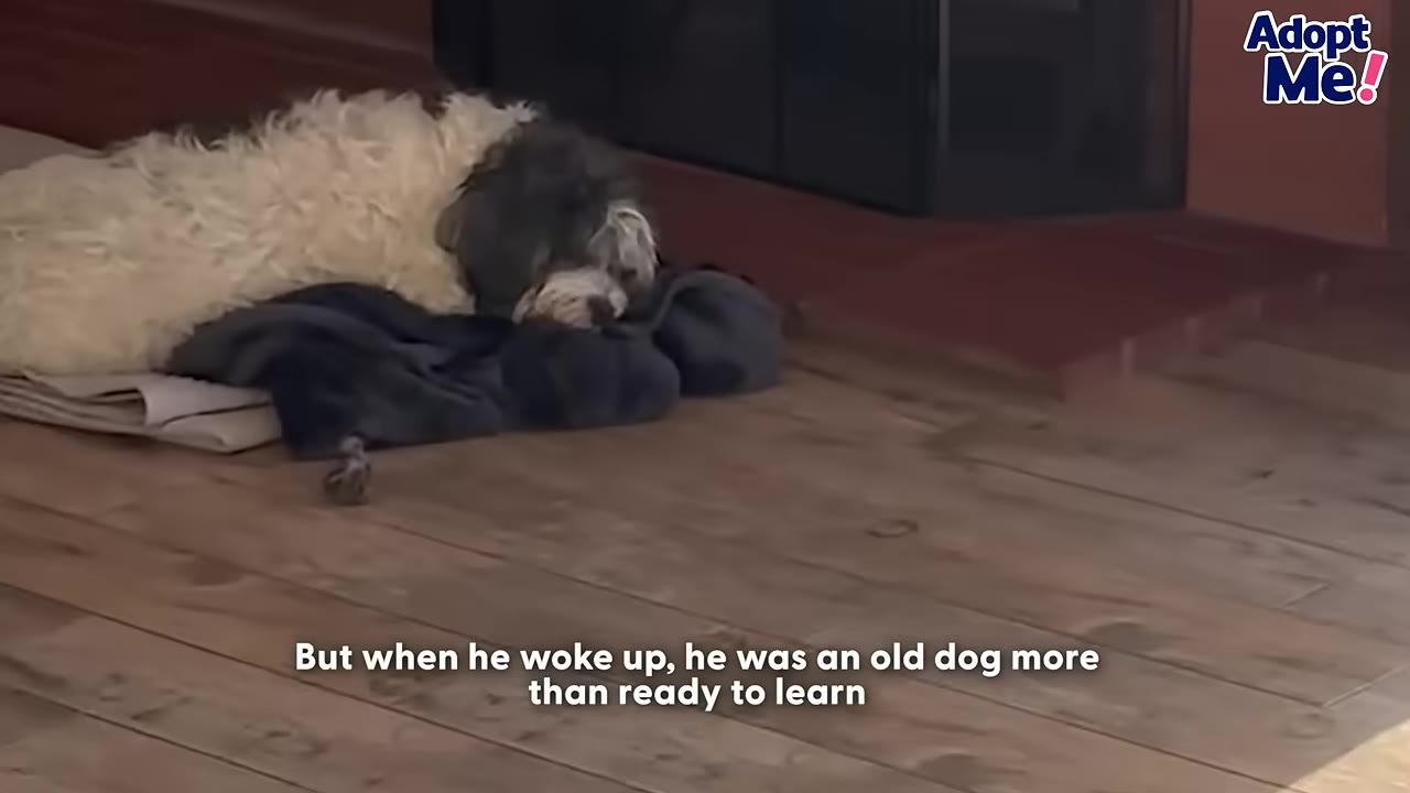 A fluffy white and grey dog sleeping on a dark blanket on a wooden floor.