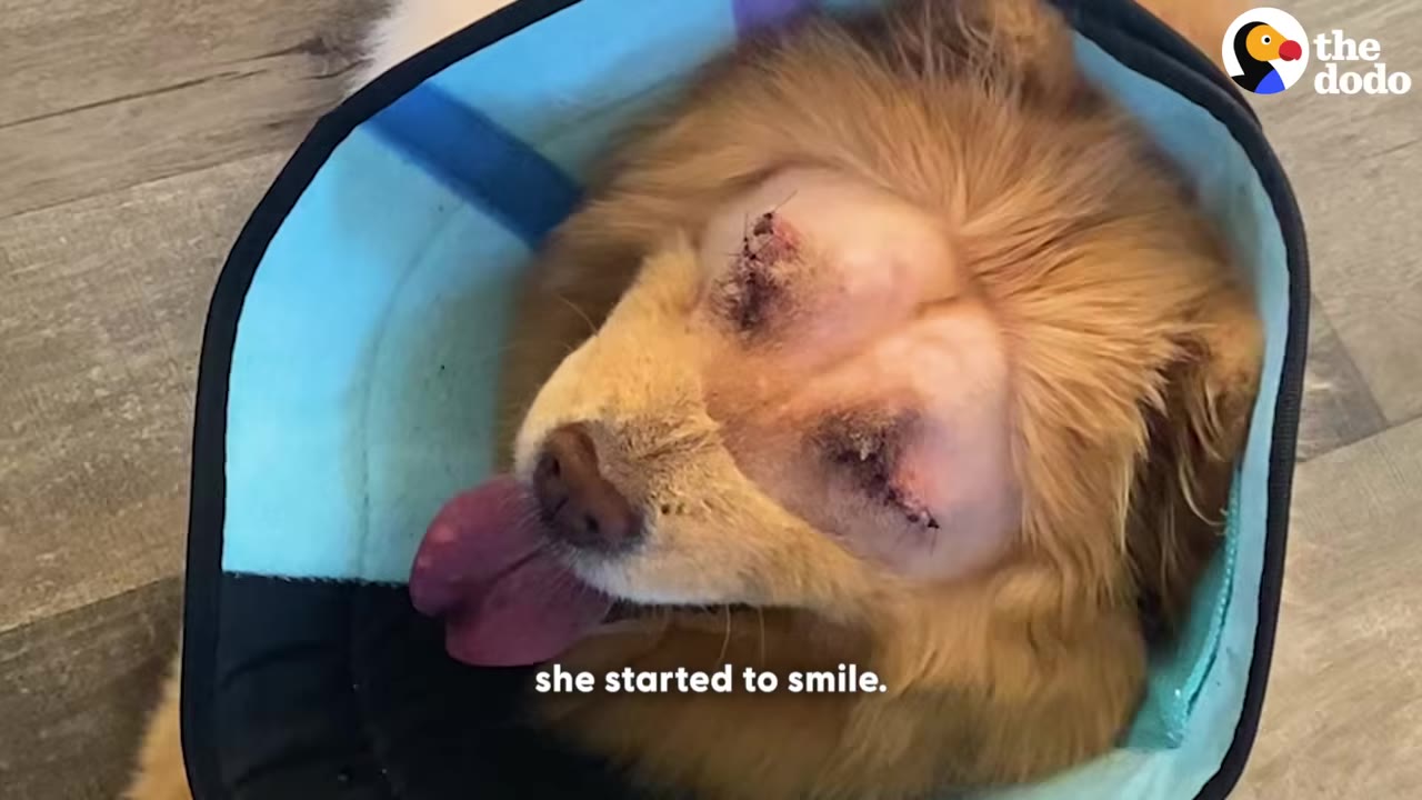 A fluffy golden dog wearing a blue protective cone has its eyes stitched shut from surgery, but happily sticks its tongue out with a caption that reads 'she started to smile.'