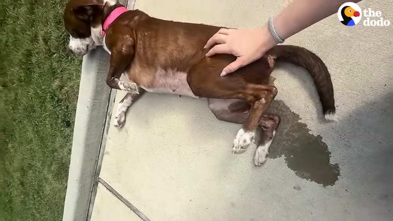 A brown and white dog with a pink collar lies on a concrete surface while a person's hand gently pets its side.