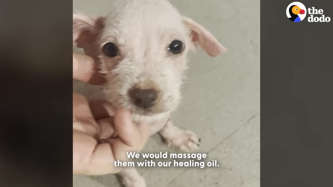 A close-up of a small, white puppy being gently petted under its chin by a person's hand.