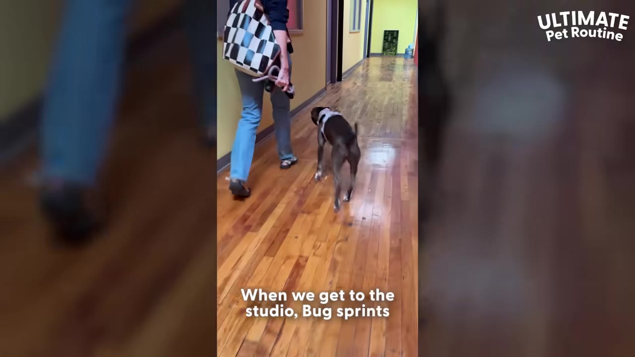 A person in blue jeans and a checkered bag walks a brown and white dog down a wooden-floored hallway.