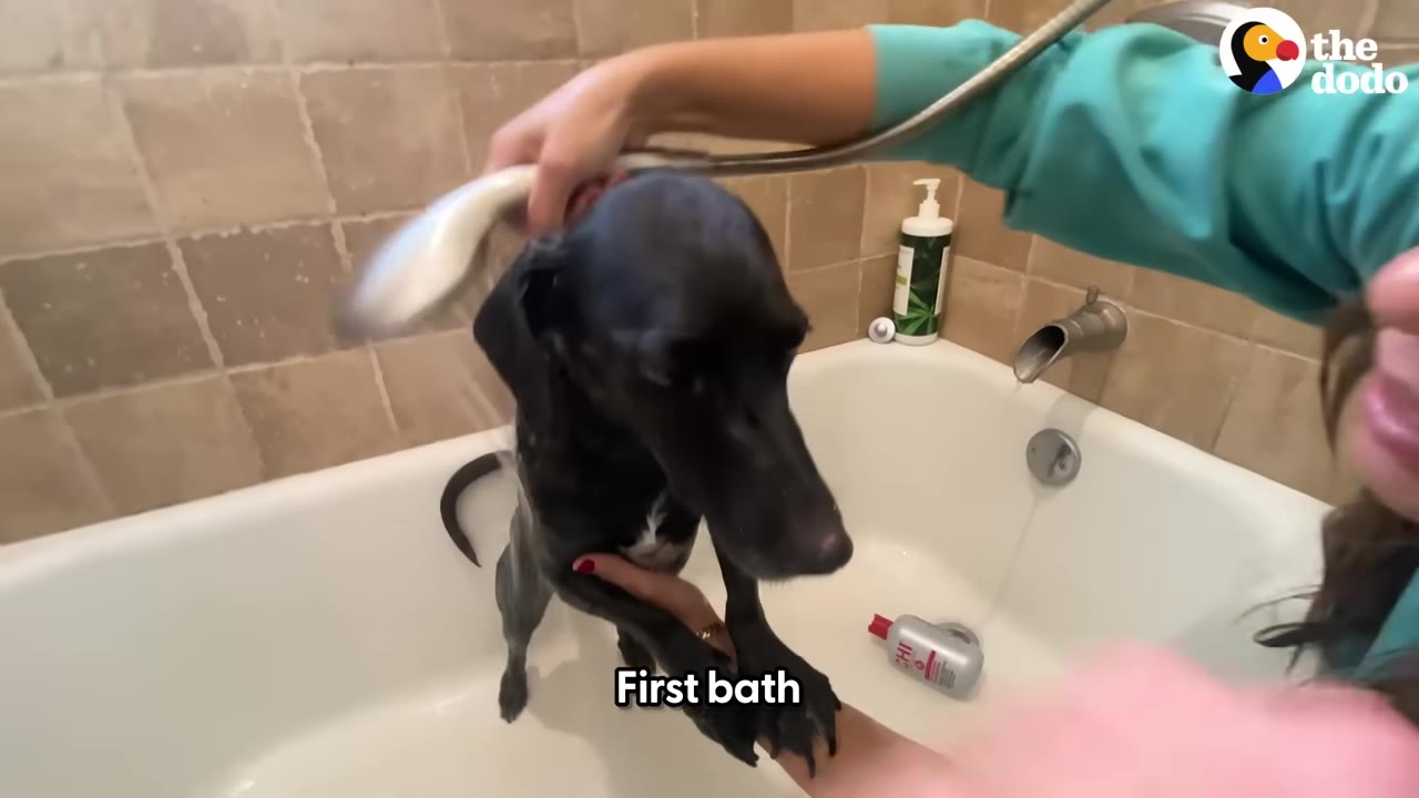 A black dog stands in a white bathtub while a person uses a handheld showerhead to wash him.