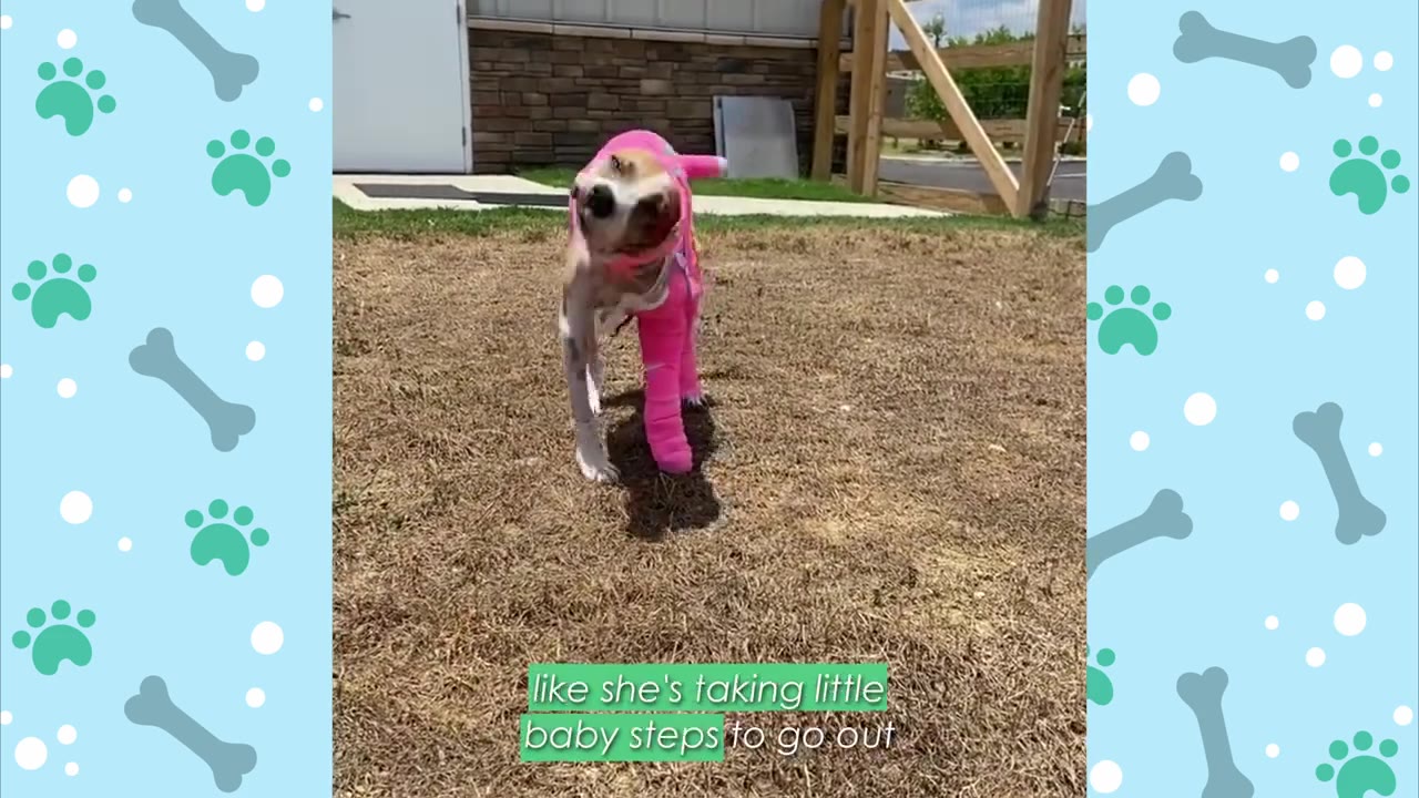A dog with a pink bandage on its leg and a pink wrap on its head walks slowly on dry grass.