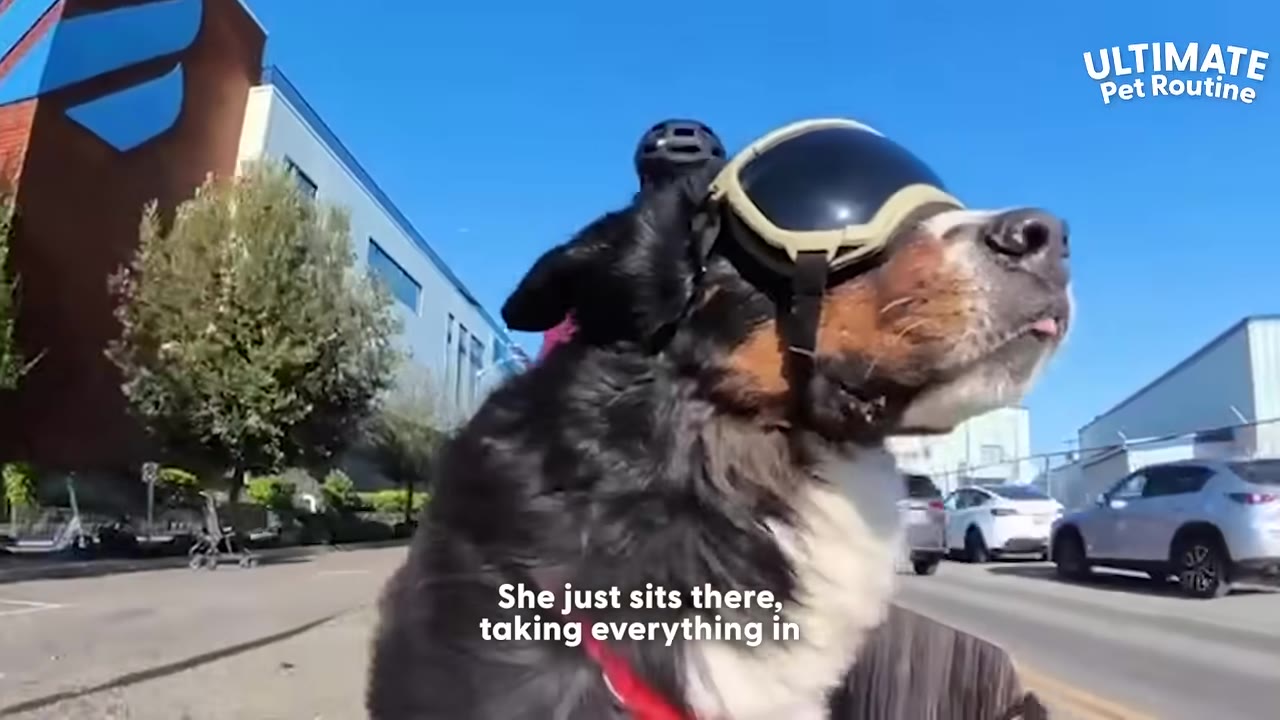 A Bernese Mountain Dog wearing protective goggles and a helmet looks out at the street while riding in a vehicle.