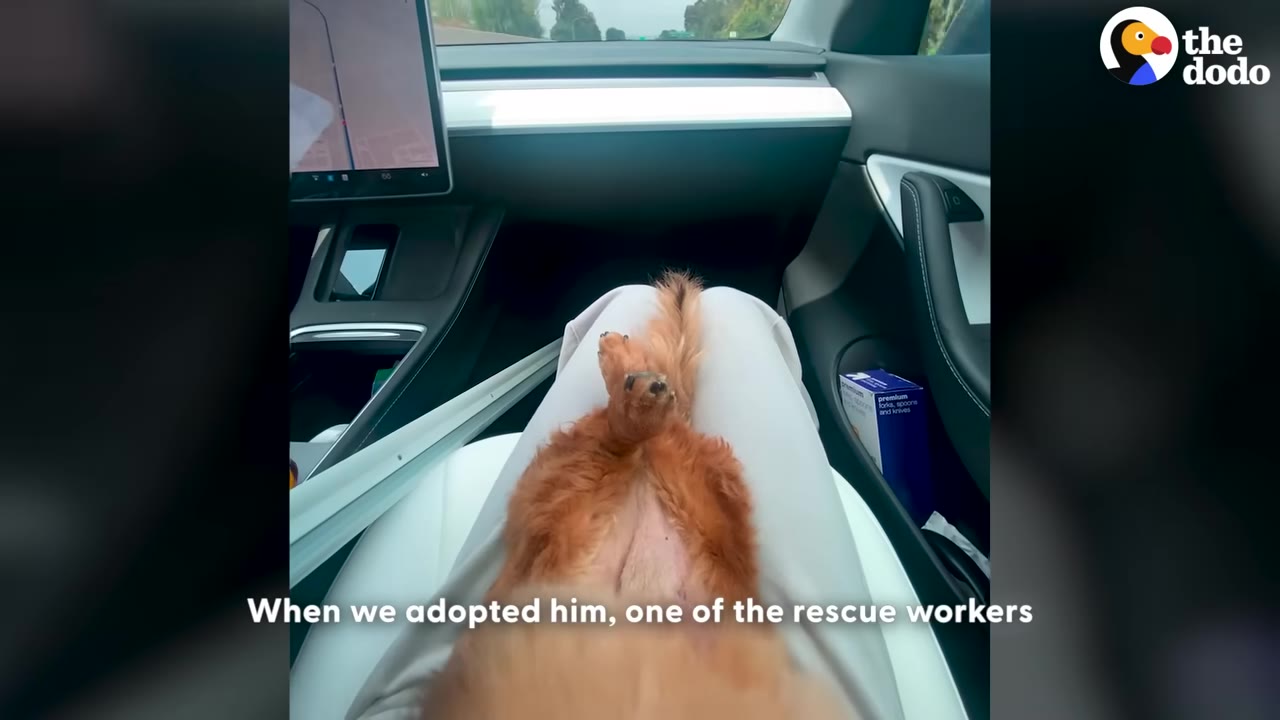 A small, long-haired brown dog lies on its back on a person's lap in the passenger seat of a car, with text reading 'When we adopted him, one of the rescue workers'.