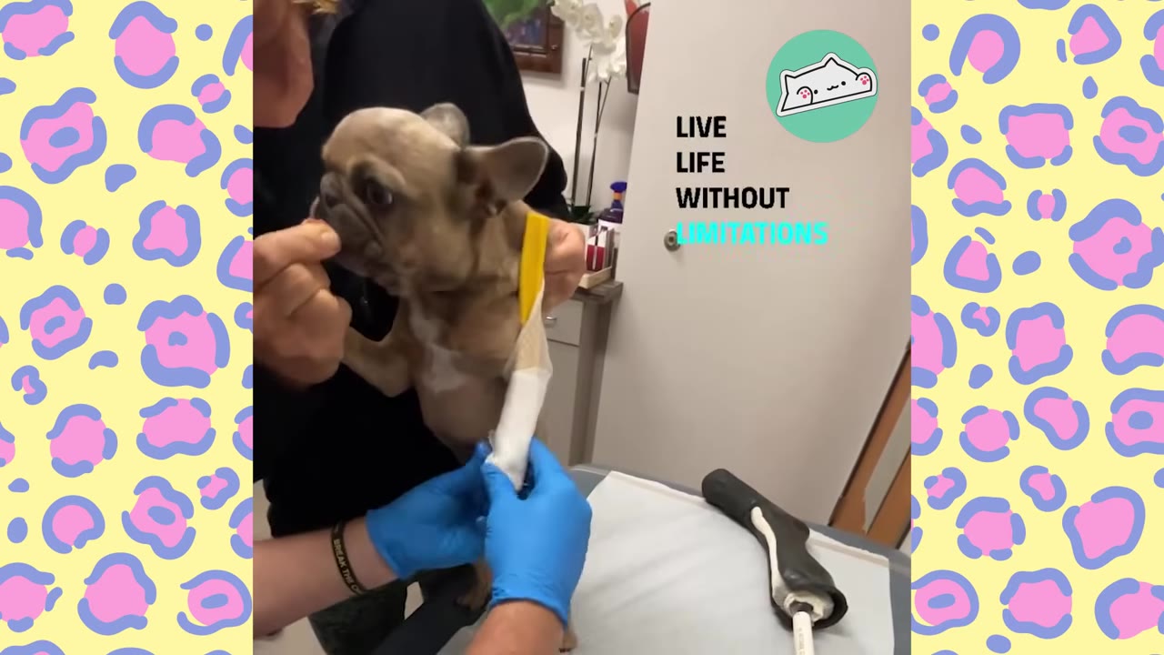 A small French bulldog puppy is held by a person while another person wearing blue gloves fits a small white prosthetic leg onto its front limb.