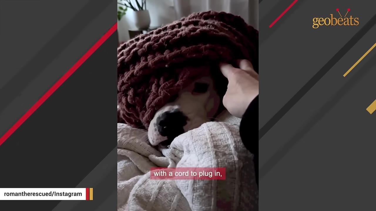 A dog hiding its head under a thick brown knit blanket while a hand gently pets it.
