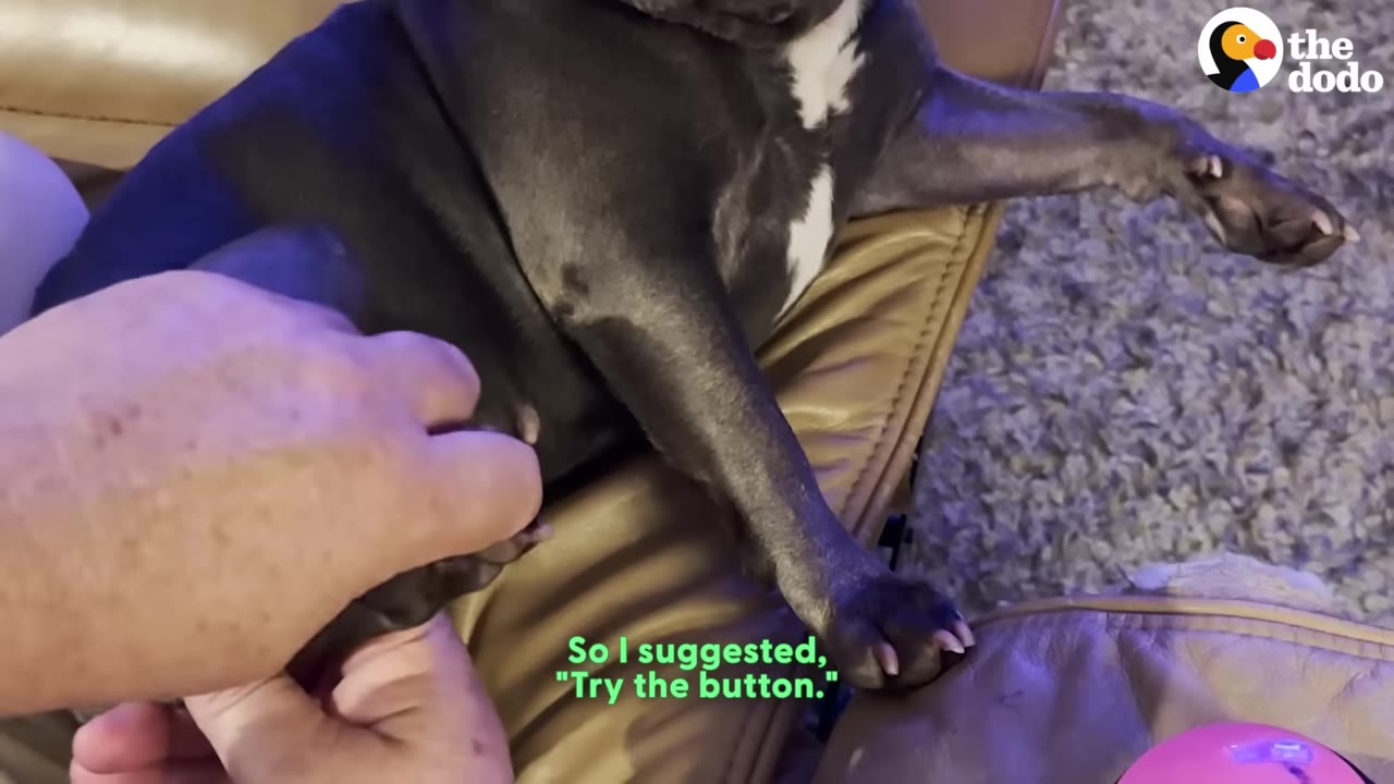 A close-up of a person's hand holding a dark-furred dog's paw as it rests on a tan leather couch.