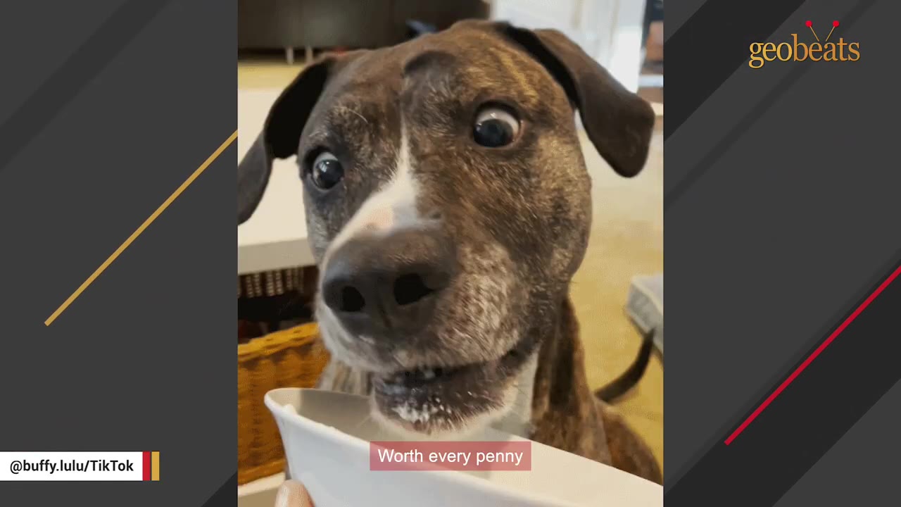 A close-up of a brindle dog with wide eyes looking eagerly at a white bowl.