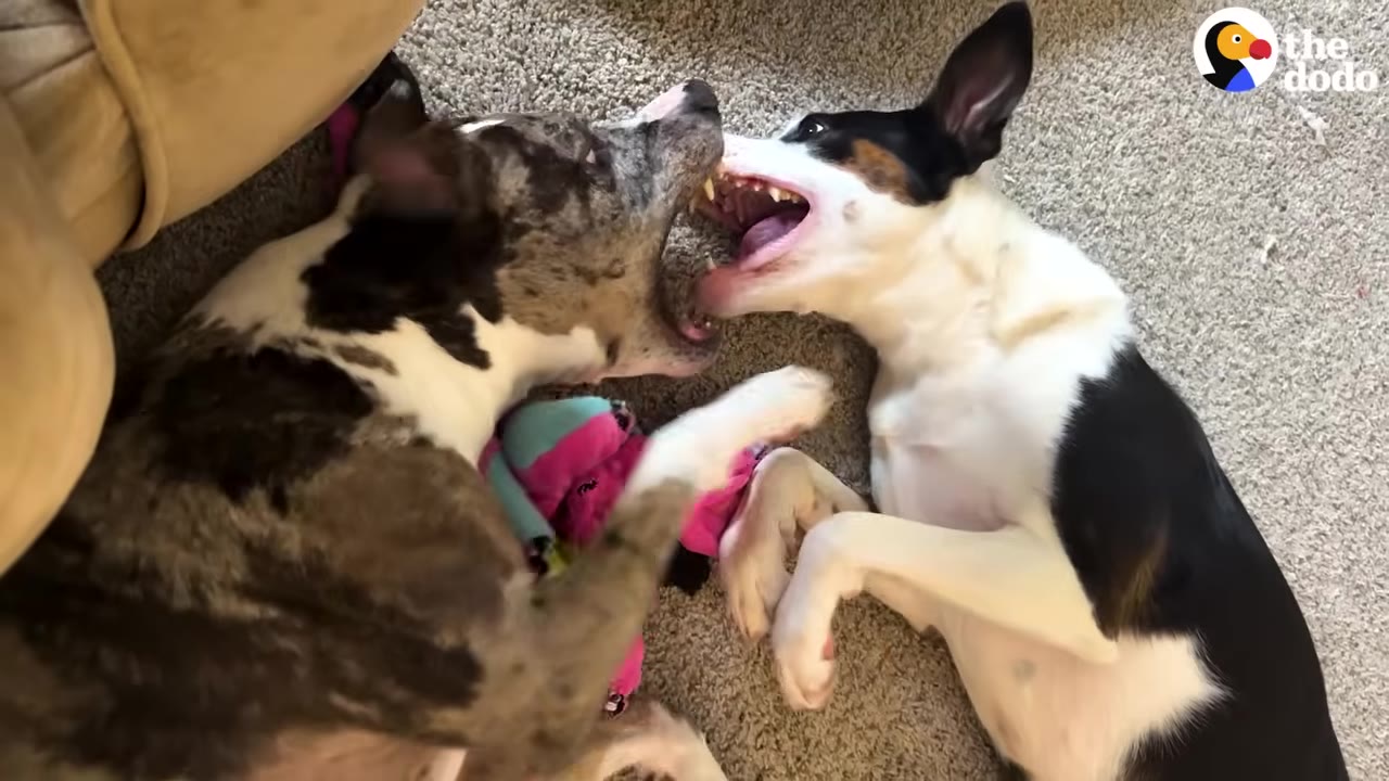 A brindle and white dog and a black and white dog play-fighting on a carpeted floor, with the black and white dog opening its mouth wide towards the other dog.