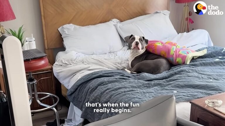California Couple Invented The Sweetest Daily Game For Their Blind Rescue Dog