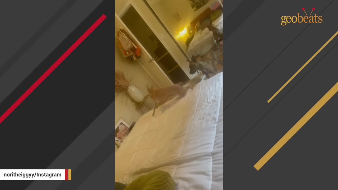 A small brown dog leaps across a white bed in a bedroom, captured mid-air while zooming around.