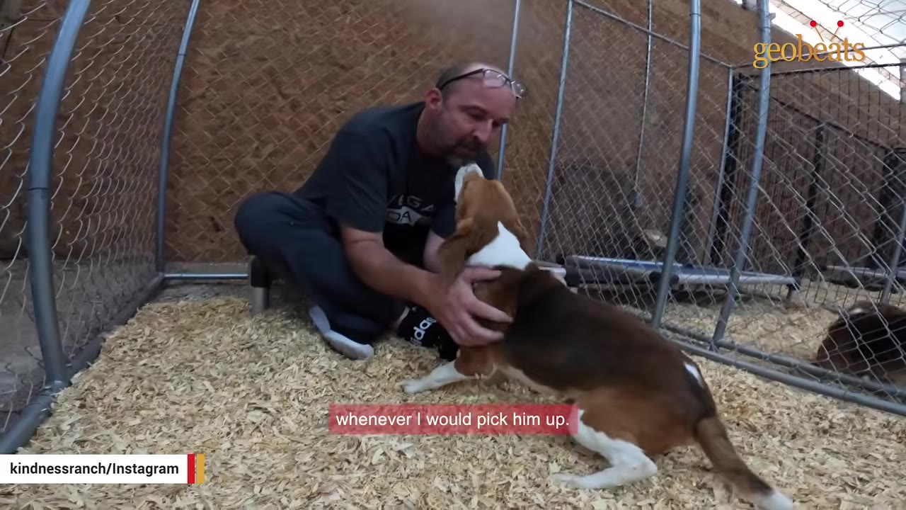 A man sits on wood shavings inside a fenced kennel, gently holding a brown and white beagle.