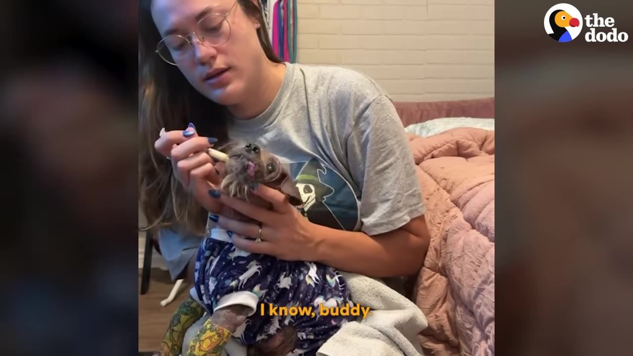 A woman wearing glasses feeds a small, hairless dog wearing blue pajamas with a syringe while holding him gently in her lap.