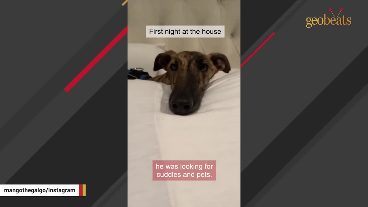 A brindle dog resting its head on a white pillow in a bed.