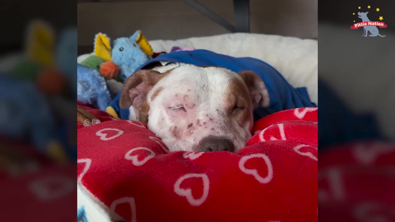 A brown and white dog sleeping deeply on a red pillow with white hearts, tucked in with a blue blanket and surrounded by plush toys.