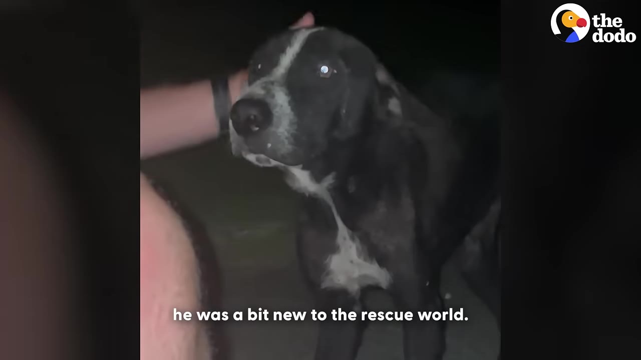 A black and white dog with wide eyes looks up as a hand gently pets its head at night.